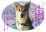 ナットウちゃんのメモリアル写真　ペット葬儀日：２０１０年４月４日　茨城県よりご依頼